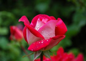 garden-rose-red-pink-56866-56866.jpg